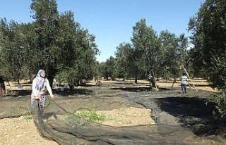 Zeytin hasadına başlandı