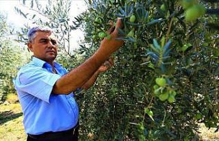 Zeytinde halkalı leke ile mücadele meyvesini veriyor