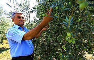 Zeytinde halkalı leke mücadelesi sonuç verdi