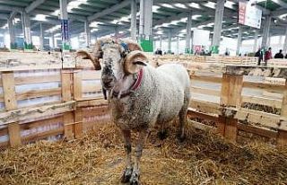 160 kiloluk koç görenleri hayrete düşürdü