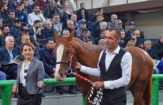 16 Arap yarış atının satışından 3 milyon 445...