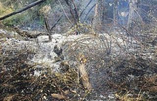 20 dönüm alan kül oldu