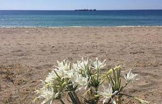 60 bin cezaya aldırış etmeyerek kum zambakları...