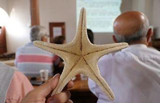 "Altın Oran" deniz canlıları üzerinden...