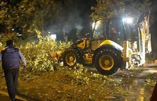 Antalya’da fırtına ağaçları kökünden söktü
