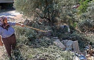 Antalya’da zeytin ağacı katliamı