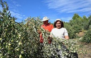 Antalyalı girişimci hibe ile sofralık zeytin fabrikası...