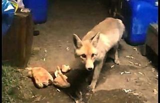 Arıcının tilki dostu ‘Viki’