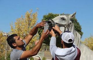 At çiftliğindeki yangında 1 milyon lira maddi hasar