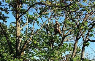 Aydın’da kestane hasadı başladı