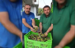 Balıkesir’de yeşil çizik zeytin yüz güldürdü