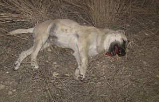 Başkentte köpek katliamı