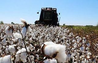 Beyaz altın fiyatı 3.80 TL olarak belirlendi