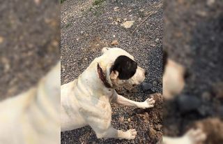 Boynu kesilmiş halde bulunan köpeğe vatandaşlar...