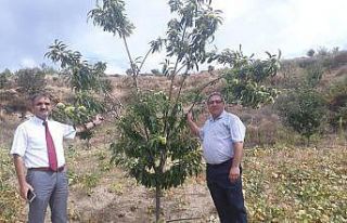 Bozdoğan’da ilçe tarımdan kestane bahçesi ziyareti