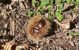 Bu kestane kapış kapış gidiyor