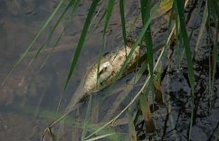 Bursa’da 20 yıl sonra ilk kez balık üreyen deredeki...