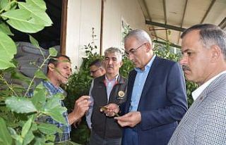 Bursa’daki defne üretimi 10 yılda 10 kat arttı