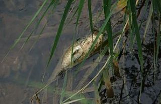Bursa’daki toplu balık ölümleri için flaş açıklama