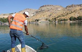 Büyükşehir Fırat Nehri’ni temizliyor