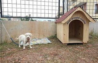 Büyükşehir’den okullara kedi ve köpek yuvası