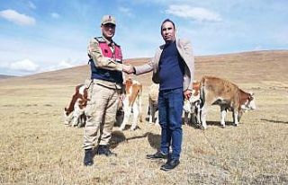 Çalınan 20 büyükbaş hayvandan 13’ü bulundu