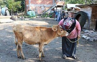 Çalınan büyükbaş hayvanlarına kavuşan vatandaşların...