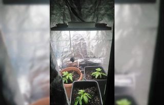 Çatı katında hint keneviri yetiştiren bir kişi...