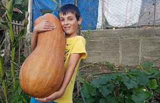 Çocuk boyundaki kabak, üreticisini şaşırttı