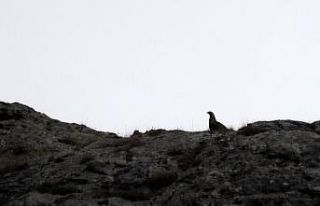 Çok nadir rastlanan ur kekliği görüntülendi