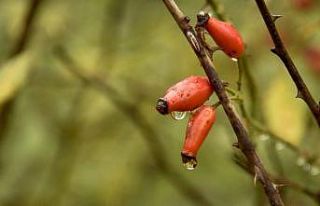 Dağlardan gelen şifa kaynağı: Kuşburnu