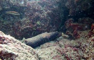 Deniz dibinde şaşırtıcı sonuç