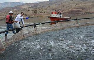Denize kıyısı olmayan Sivas, dünyaya balık ihraç...