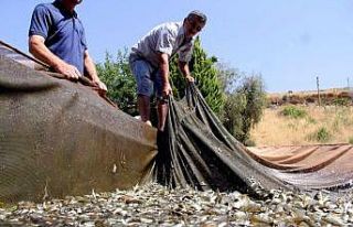 Denizi olmayan Manisa’nın yüzü balıkçılıkla...