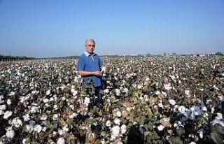 Doğan: "Pamuk üreticisi zor durumda"