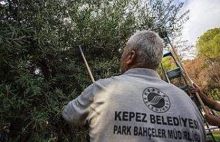 Dokumapark’ta zeytin hasadı