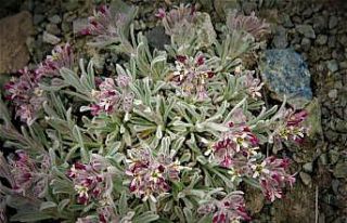 Dünyada sadece tek noktada yetişiyor, yok olmaması...