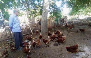 Emekli işçi kurduğu tavuk çiftliğinde organik...