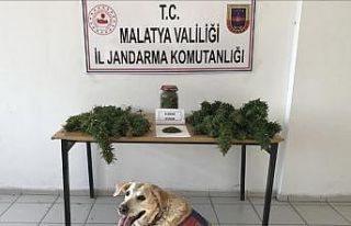 Esrar ve kenevir ele geçirildi