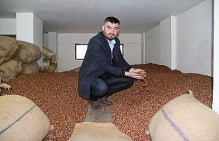 Fındık fiyatı 20 liraya koşuyor