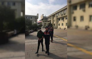 Fındık hırsızları yakalandı: 3 tutuklama