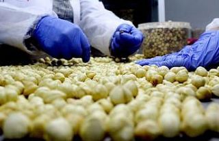 Fındık üreticisi fındığını 16 lira yerine...