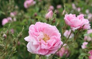 Gül üreticisine fiyat şoku