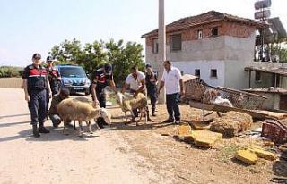 Hayvan hırsızları jandarmadan kaçamadı