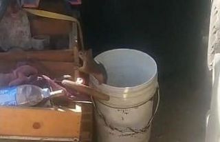 Her gün cevizleri eksiliyordu, sebebi görünce şok...