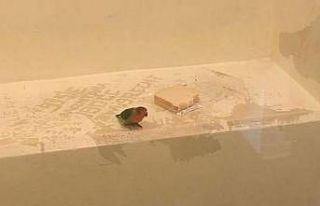 Hollanda’da polis papağanı gözaltına aldı