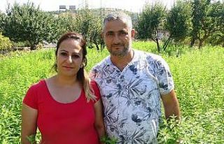 İnşaatta çalışmayı bıraktı, melisa ekimine...