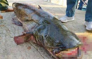 İznik Gölü’nde 65 kiloluk dev yayın balığı...