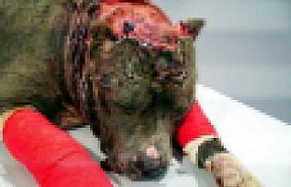 Kaçak avcılara ve hayvanlara işkence yapanlara...