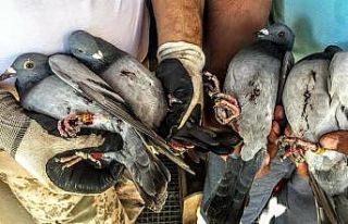 Kaçak avcıların hedefi bu kez de posta güvercinleri